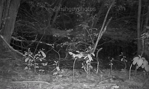 3.3K views · 80 reactions | It's been a while since checking some of my trail cams because of ticks, but I braved to woods to check one of my cameras, and I was rewarded with these video clips of screech owls. I just wish they were better framed, so I knew what they were doing. Calverton, NY | Fish Guy Photos | Facebook