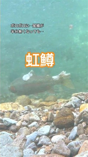 産卵でどんな姿になっても命を繋ぐ #trout #ニジマス #産卵