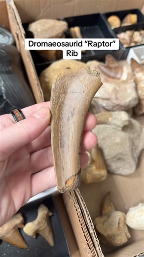 Raptor Dinosaur Rib Fossil