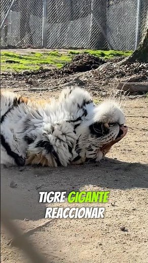 What happens if you give CATNIP to a TIGER?