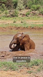 With your support, communities living closest to wild elephants can receive tools and training to help them live peacefully alongside these intelligent creatures. ♥️ 🐝 🌻 If you haven't made a small gift, the triple match is available until 31 December - so you still have time to protect elephants and livelihoods! Send your gift here for it to stretch three times as far for elephants: https://bit.ly/4iPDC97 | Save the Elephants