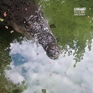 10K views · 303 reactions | We LOVE crocs and you should too!  Keeper Brendan has some snappy facts to give you a new appreciation for the world's largest living reptile. Happy World Crocodile Day  | Perth Zoo | Facebook