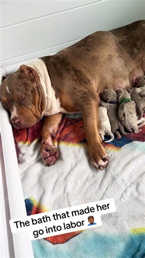 Hilarious Bath Experience Leaves Dog in Labor