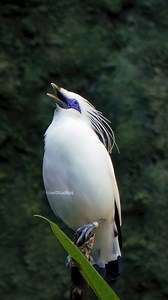 7.9K views · 220 reactions | Bali Myna Singing Wincent PiSxd #bird #wildlife #nature | HAWI Studios | Facebook