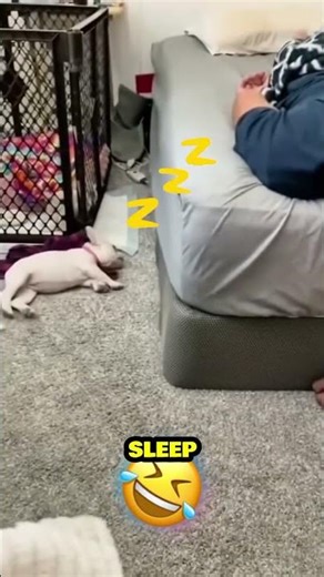 Caught Breaking Bedtime Rules 🐕😂 #petloop