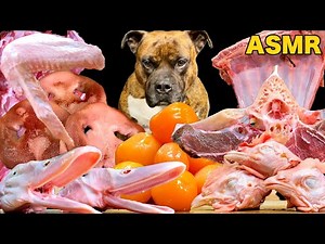 MUKBANG ASMR Dog eating Raw Meats！Omnibus 11【American Bully】