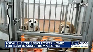 Triangle-based rescue asking for help fostering labratory beagles