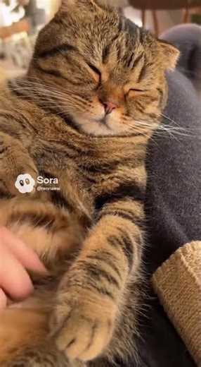 ASMR Scottish Fold | Soft Purrs & Gentle Belly Rubs 😴✨