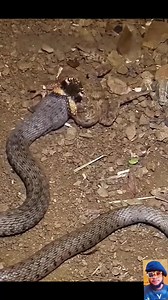 28K views · 81 reactions | Snake swallowing frog #fypシviralシ2024 #viralreelsシ #wildlifeplanet #highlight #fyp #wildlife #animals #fblifestyle #nature #trend | Bigshow Comedies | Facebook