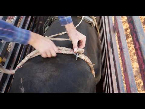 How to flank and place a dummy on a bucking bull