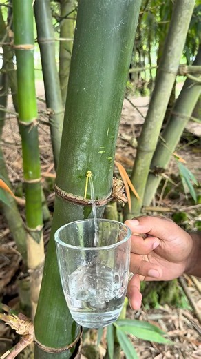 Part 24 ✅ I pierced the bamboo and extracted pure water. #camping #outdoors #survival #shorts