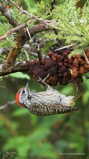 Cardinal Woodpecker in Action Memories of a few moments with a beautiful Cardinal Coodpecker from the evening safari at Mara Trails #cardinal_woodpecker #Birdinaction #MaraTrails | Nisha Purushothaman