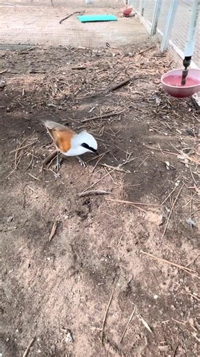 The White-crested laughingthrush is highly social and quite vocal as well which makes them an excellent bird for an educational video #birdtok #animalsoftiktok #birdsoftiktok #birdlover #laughing #thrush #animalsdoingthings #birdfacts | Thenatureofitalls