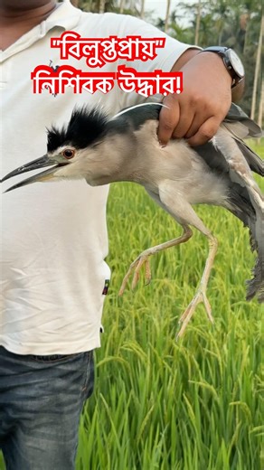 "Extinct bird (nocturnal/auk) rescue"!#foryou #viral #shorts #birds #birdlovers #wildlife #birdre...