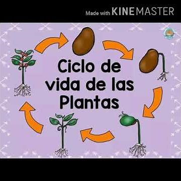 ciclo de vida de las plantas