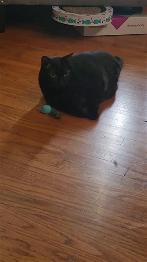 James Kirk on Instagram: "Mouse is defeated and used as a pillow!! Spoils go to the champion!"