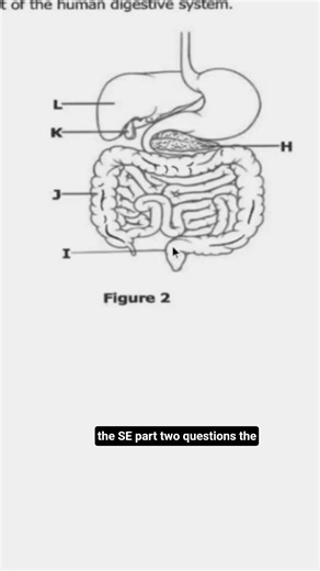 Digestive System Labels H–L Explained — Quick Study Guide #anatomy #education