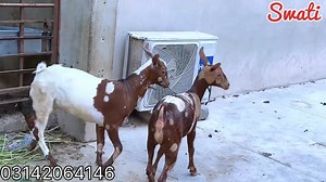 Pure Salalah Breed (Omani) 🇴🇲 | 2026 Me Shoq Hoga Ab Nayab 😍 || Rare Bread In Karachi || Bakra Mandi #Bahriatown #sohrabgoth #cattlemarket #f4f #brahman #livestock #cow #cows #farm #cowsofinstagram #cattle #animals #nature #farming #Dangerous #Goatfarm #bakra #Bakramandi #lalukhetbakramandi #northenbypass #Qurbani #QurbaniLovers #QurbaniLovers | Cattle Kingdom