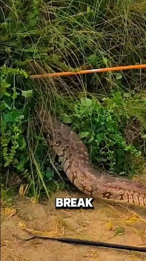 Giant Python Pulled Out from the Bushes! #shrots #shrot