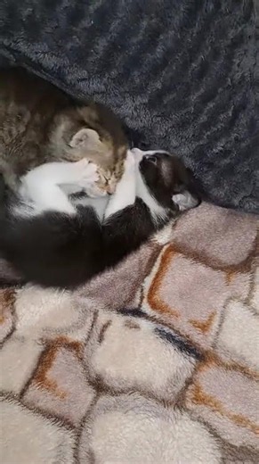 Adorable Kittens Playing Together - Cute Cat Video