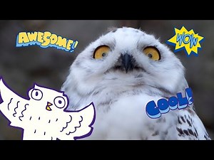 Watch Snowy Owls in the Wild🦉 | Winter Adventure❄️ | Theme-Based Learning for Kids📚