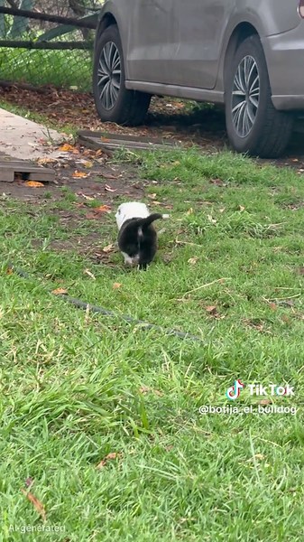 La Vida de Pilón: Aventuras de un Bulldog Chiquito
