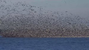 3.6K views · 55 reactions | Migrating Snow Geese at Emiquon Nature Preserve. These geese spend the summers near the Arctic tundra and fly as far south as Mexico for the winter months It's quite a sight to see when they stop for a rest along the way. | Where's Wildlife | Facebook