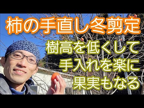 [Pruning persimmons (persimmon trees)] Tailoring to keep them low and small for easy harvesting