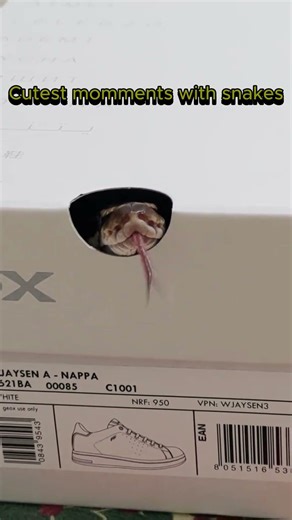 Cutests moments with Snakes