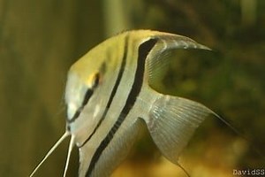 Maanvissen, welke soorten zijn er?