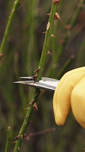 9.7K views · 537 reactions | Now is the ideal time in the UK to prune...