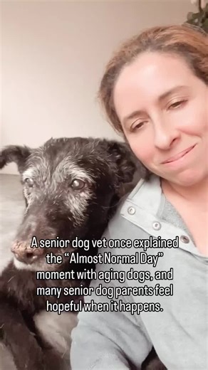 Understanding the Good Days of Senior Dogs