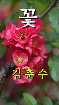 김춘수 시 ㅣ 꽃