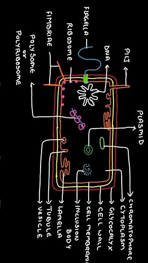 Detailed Structure of Bacterial Cell | Diagram of Prokaryotic Cell #biology #science #bacteria