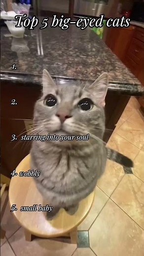 Top 5 big-eyed cats