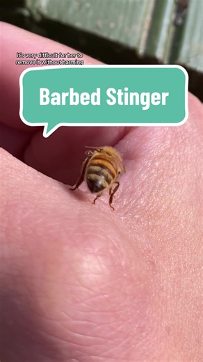 Understanding a Honeybee's Barbed Stinger