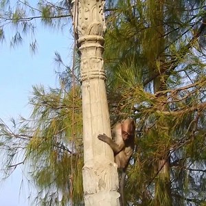 96K views · 1.1K reactions | Why baby monkey was mistreated | 퐌퐨퐧퐤퐞퐲 퐋퐨퐯퐞퐫 | Facebook