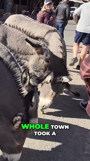 Oatman Arizona's Comeback Will Surprise You!