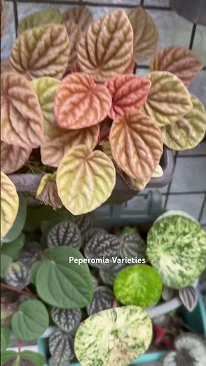 Peperomia Varieties #peperomia #burbella #quitopeperomia #ranaverde #variegatedraindrops