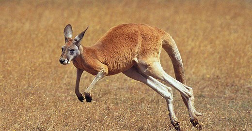 Is a Kangaroo a Mammal, Marsupial, or Rodent? The Differences Explained!