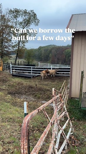 130K views · 4.4K reactions | It’s so nice having an on farm bull...