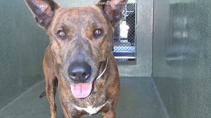 8K views · 1.7K reactions | A5422015 ✰ ROCKY -6/14/21- OWNER...