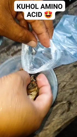 6.3K views · 47 reactions | Kuhol amino acid preparation  | KaIsla Vlog Ph | Facebook
