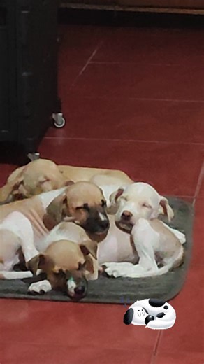 5 comments | Puppies Naptime | Grace Foronda | Facebook