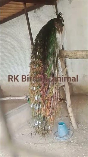 Black Shoulder Peacock Drying Feathers 🦚✨ | Calm Bird Moment | RK Birds & Animal | مور کے پر