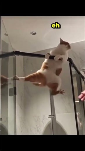 esercizi a casa#funny #juventuscalciomercato #calcio #cat #juventus #memes #animationmeme #anime#ok