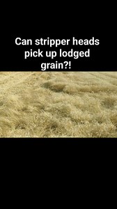 Contrary to what I thought, the stripper header does a great job picking up lodged (flat) crops! I still had the rotor a good 6" off the ground and it was combing every head up, practically no losses. There is a greater ingestion of straw this way of course, and since the combine is set for 0 straw, the feeder chain is making a bit of a protest about the damp rope I'm asking it to convey. | The Crackpot Farmer