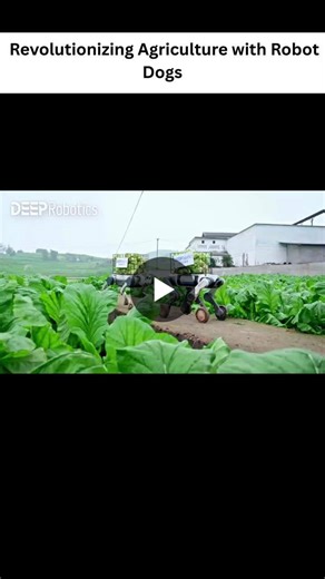 Robot Dogs Revolutionize Smart Farming with Precision and Efficiency | Unbox Industry posted on the topic | LinkedIn