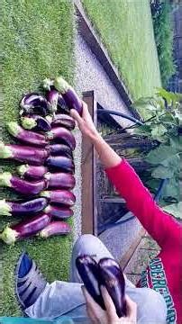 Six Years of Our Gardening (Episode 43)