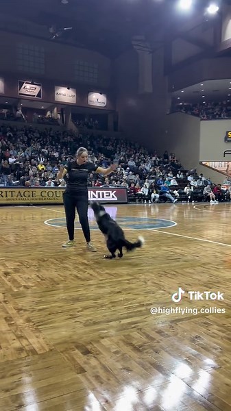 Dog Dancing: Showcasing Border Collie Tricks